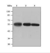 β-Tubulin(鼠)